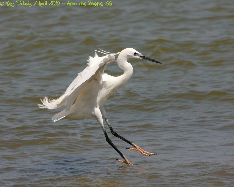 Aigrette garzette