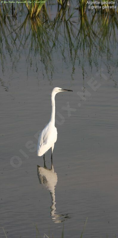 Little Egret