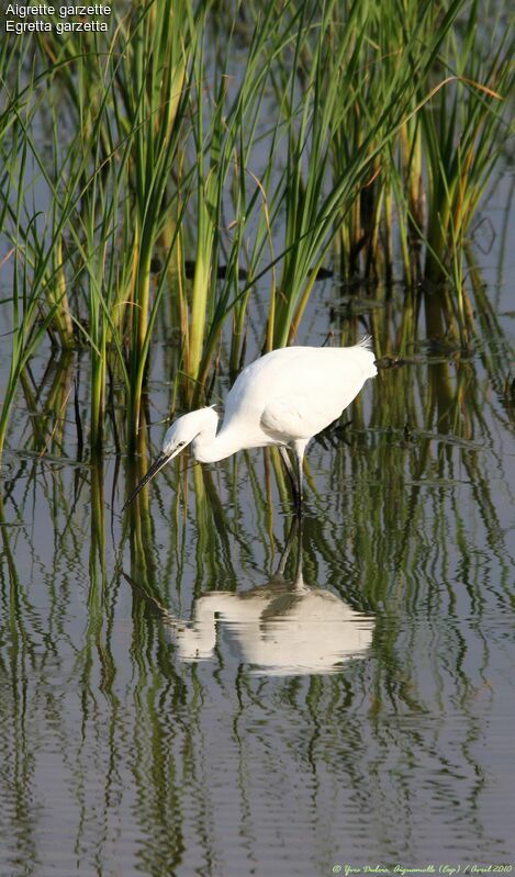 Aigrette garzette