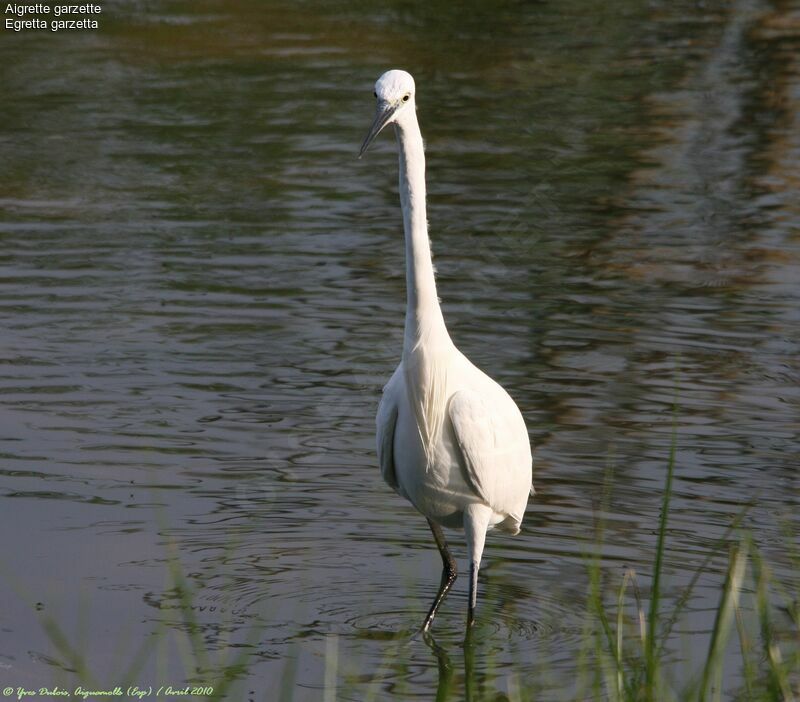 Aigrette garzette