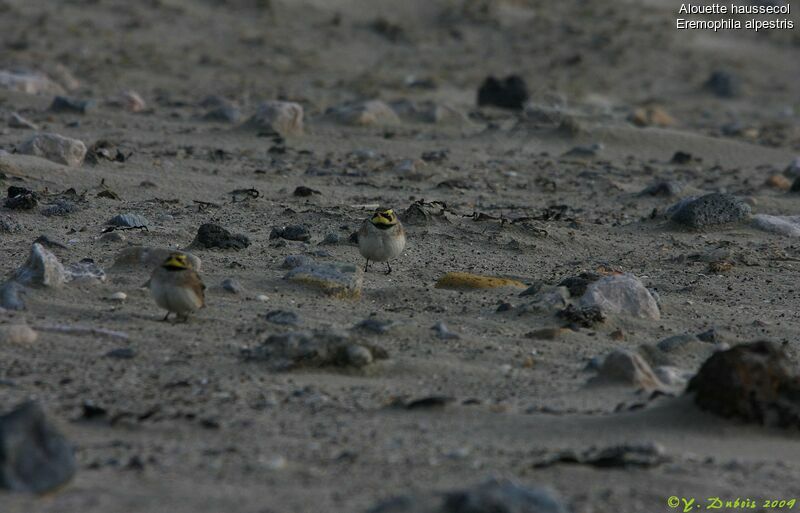 Horned Lark