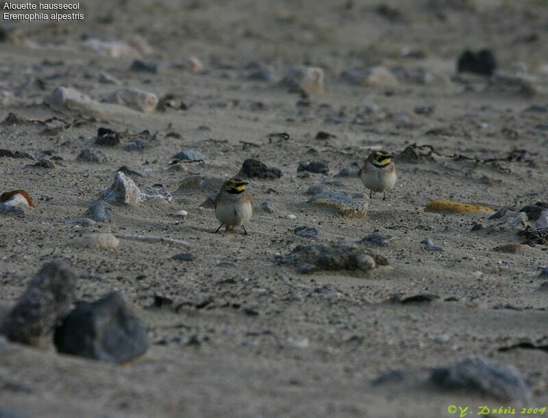 Horned Lark