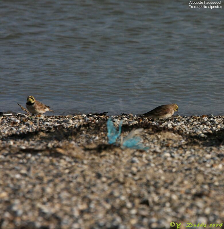 Horned Lark