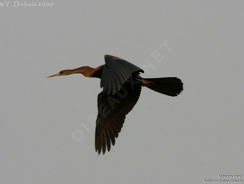 Oriental Darter