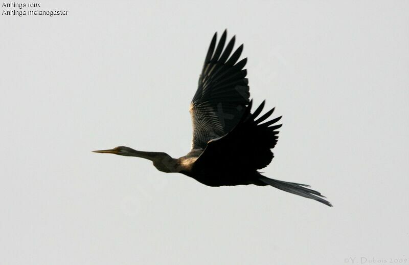 Anhinga roux