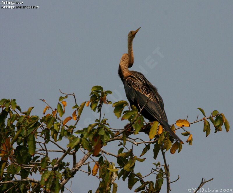 Anhinga roux