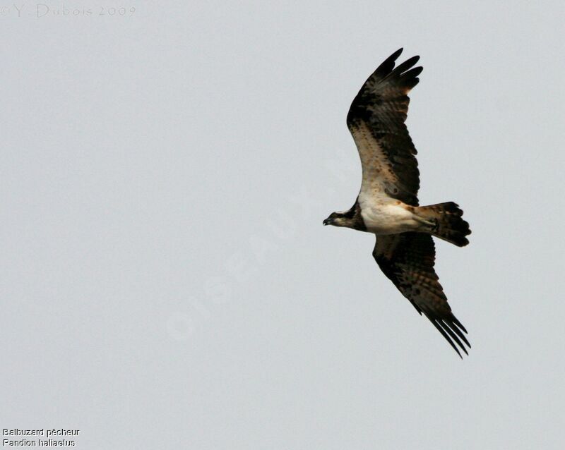 Osprey