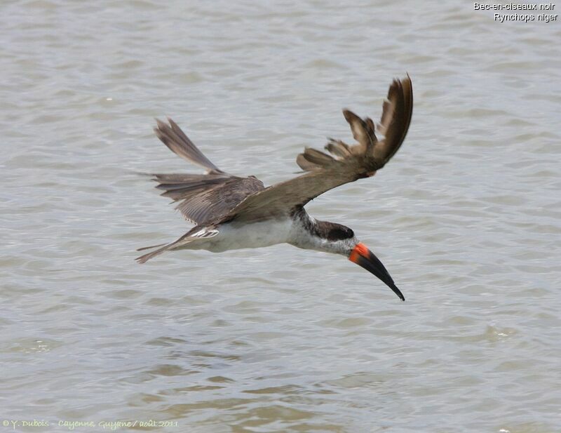 Black Skimmer