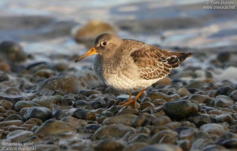 Purple Sandpiper