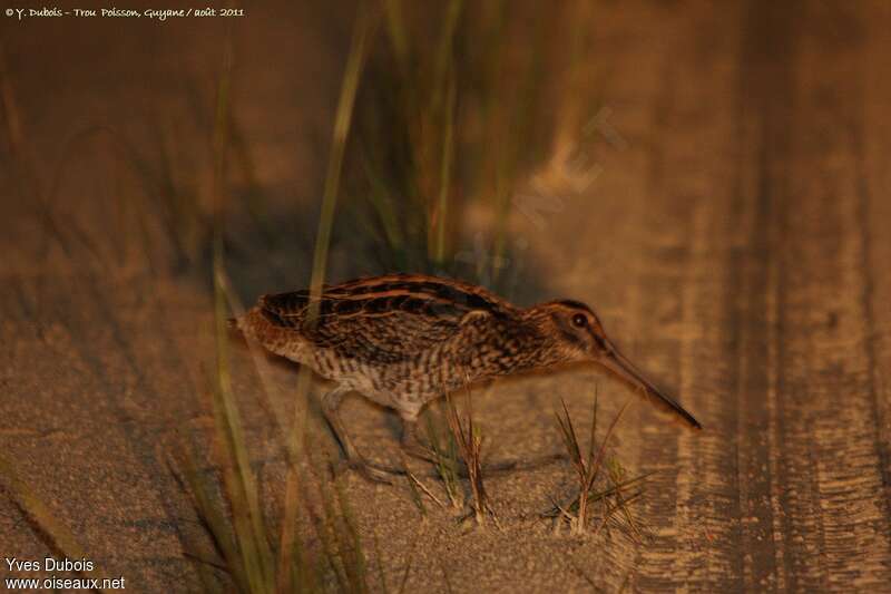 Giant Snipeadult, identification