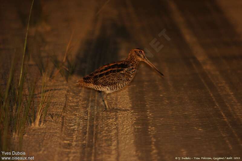 Giant Snipeadult, identification