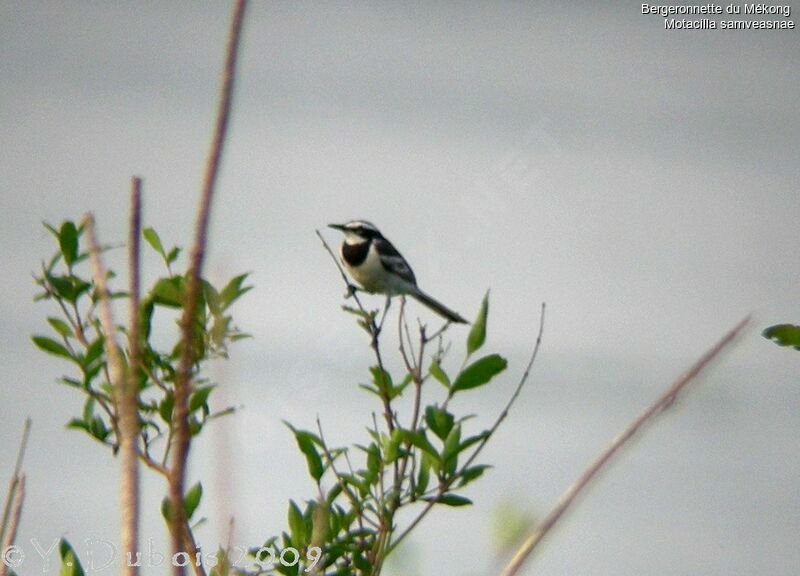 Mekong Wagtail