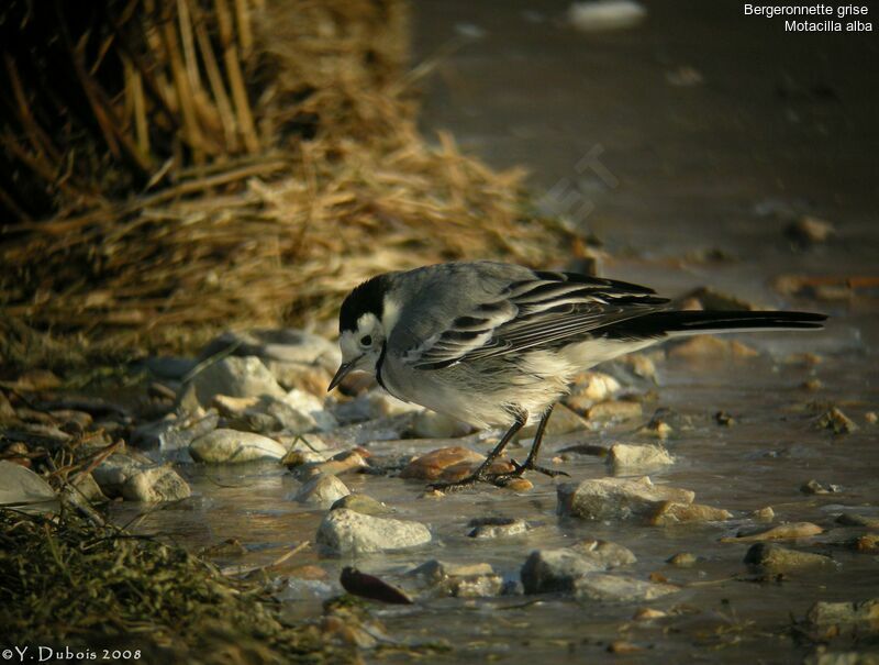 White Wagtail