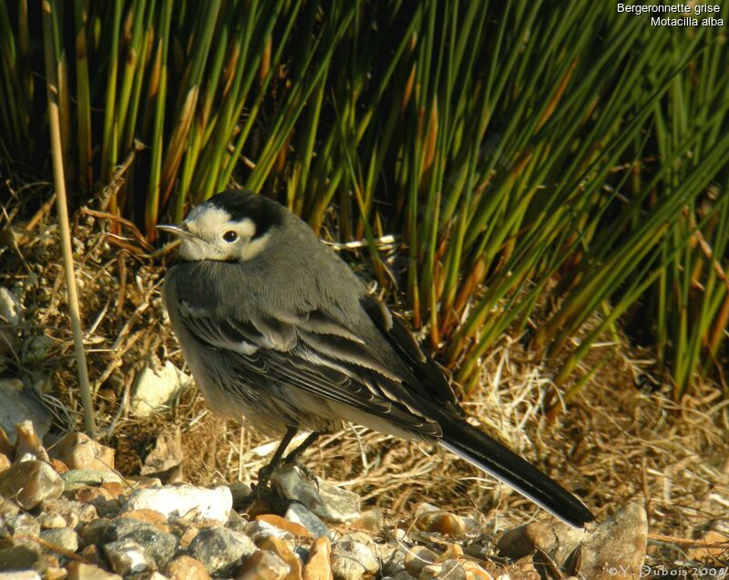 White Wagtail, identification