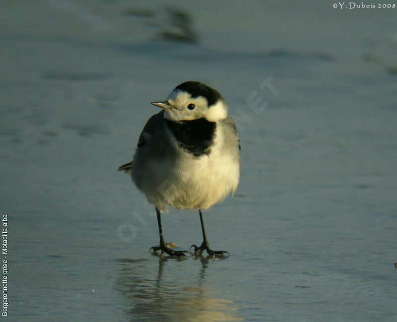 White Wagtail