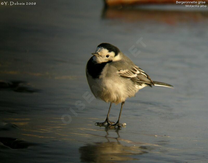 White Wagtail