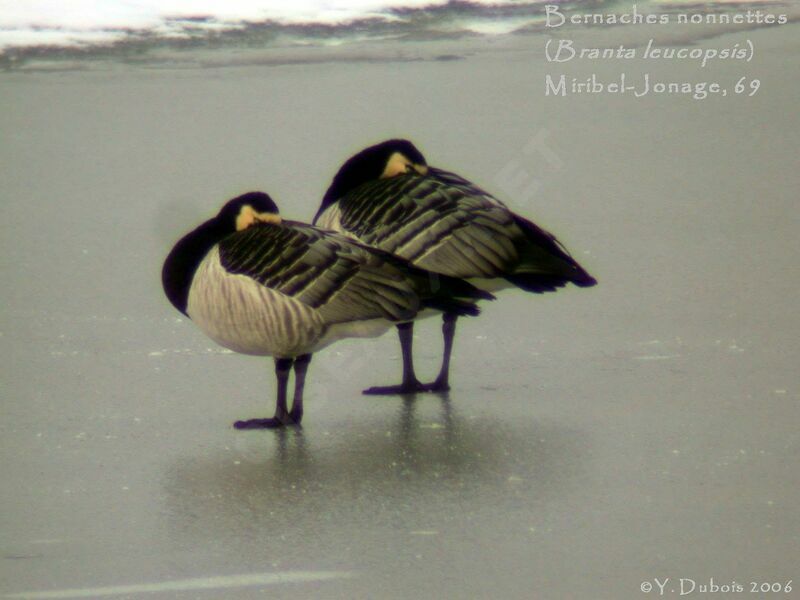 Barnacle Goose