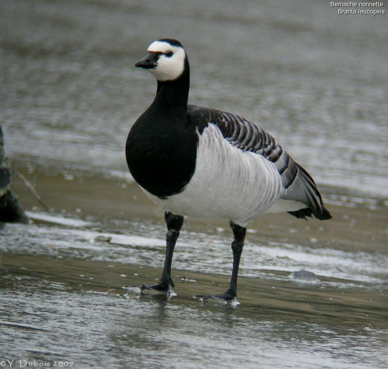 Barnacle Goose