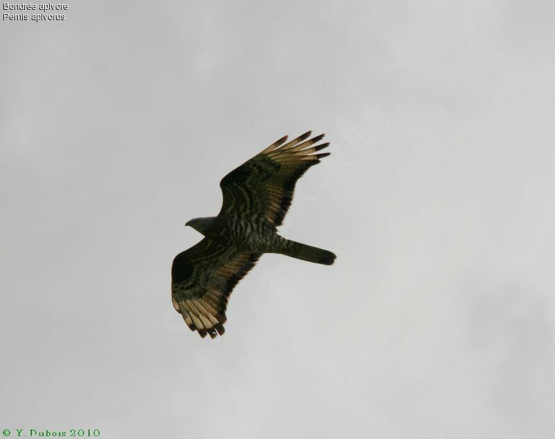 European Honey Buzzard