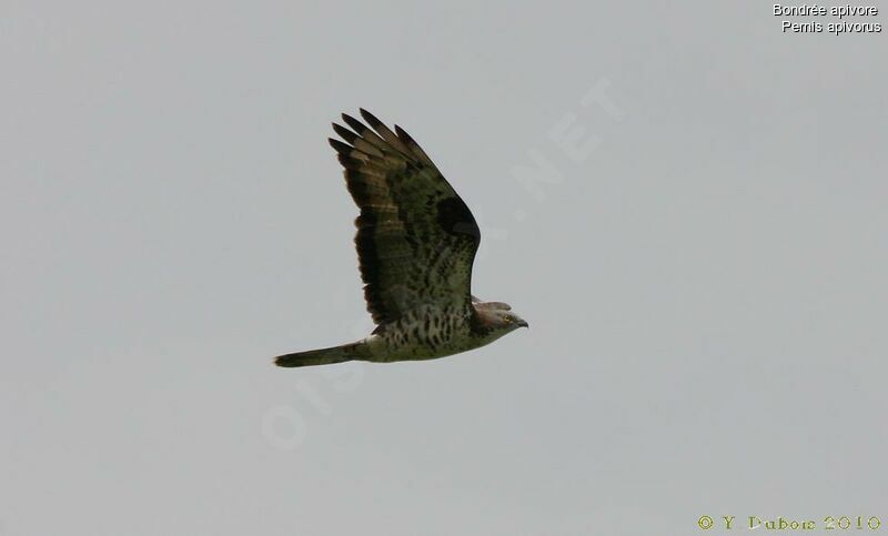 European Honey Buzzard