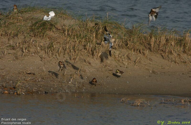 Snow Bunting