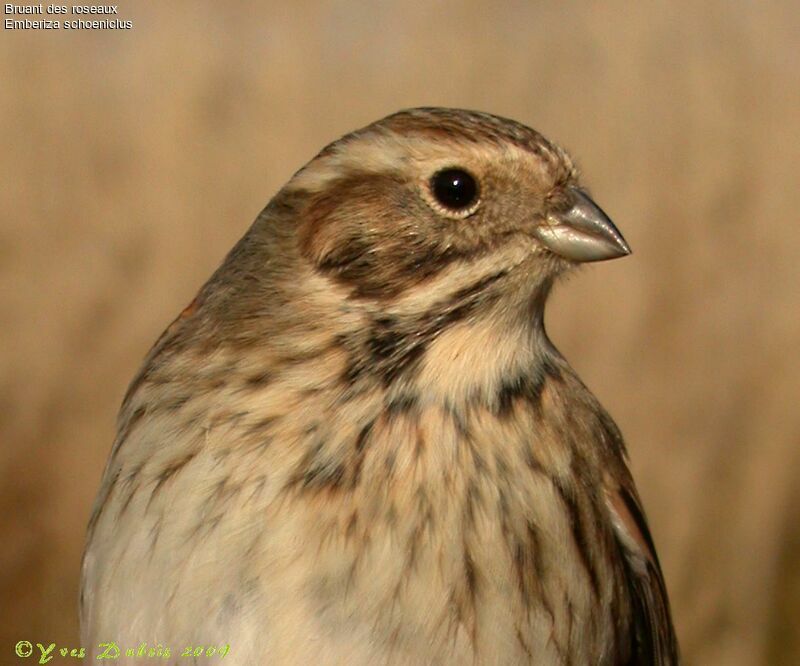 Common Reed Bunting