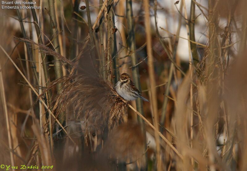 Common Reed Bunting