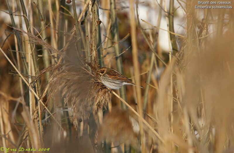 Bruant des roseaux