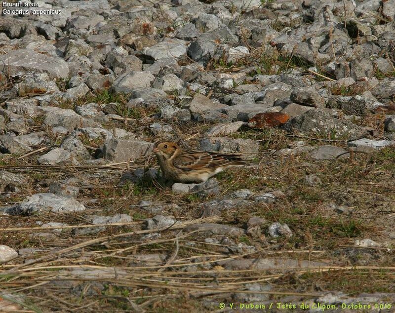 Lapland Longspur