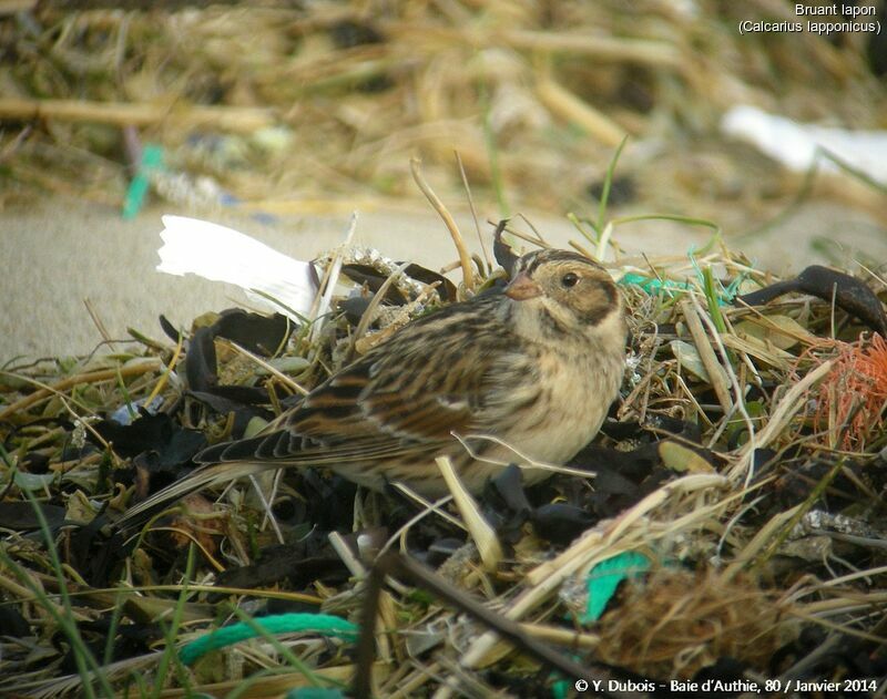 Lapland Longspur