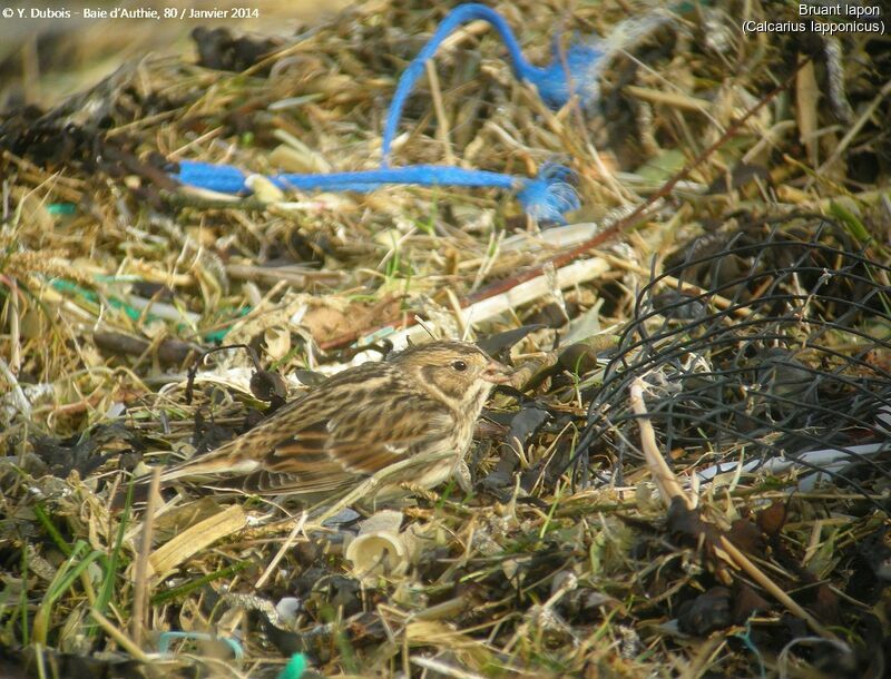 Lapland Longspur