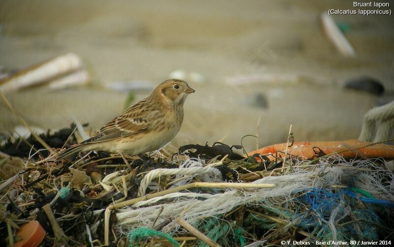 Lapland Longspur