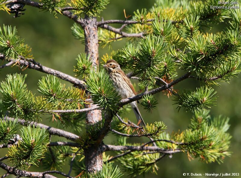 Little Bunting