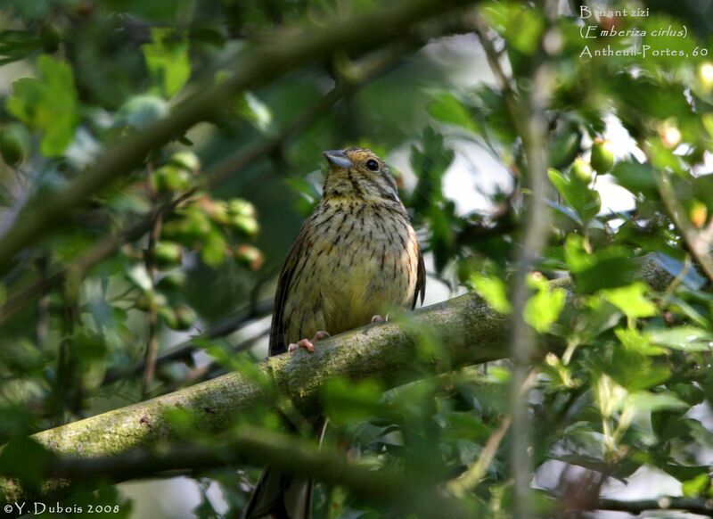 Cirl Bunting