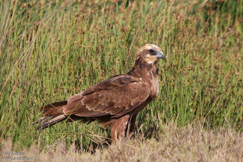 Western Marsh Harrier female Second year, identification