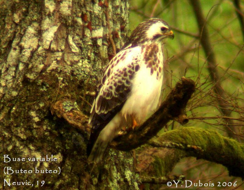 Common Buzzard