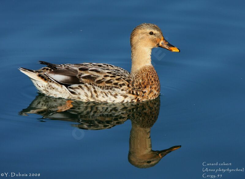 Mallard