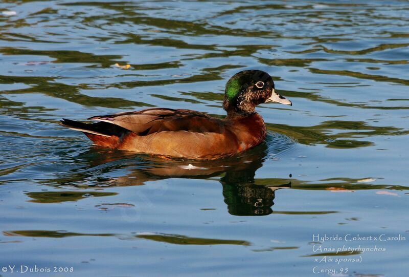 Mallard