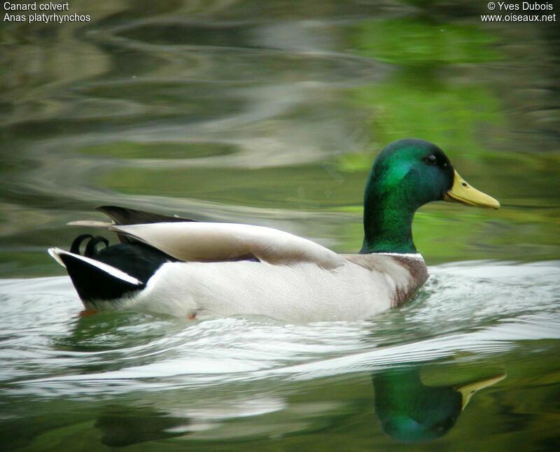 Mallard