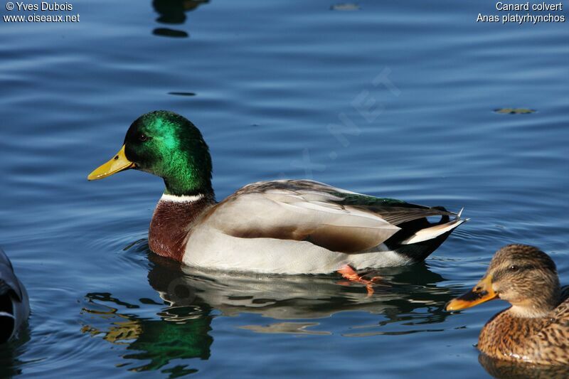 Mallard