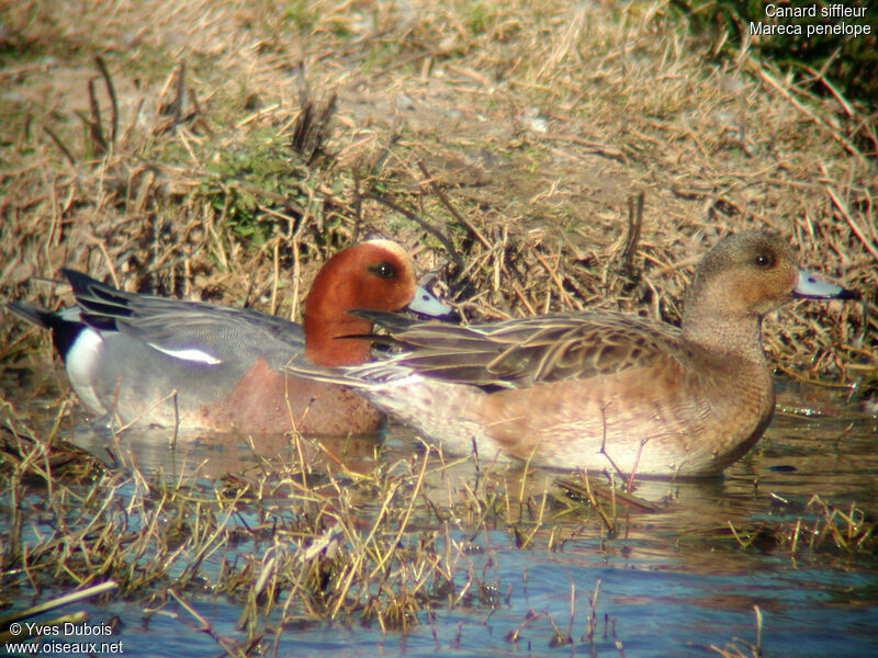 Canard siffleur