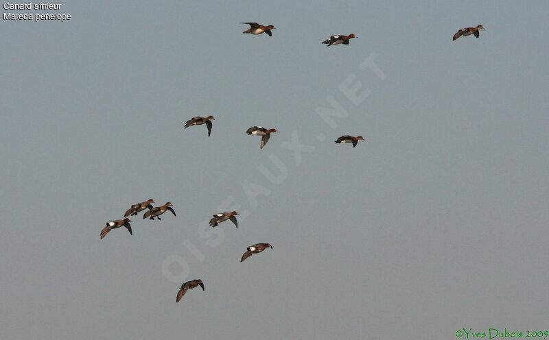 Eurasian Wigeon