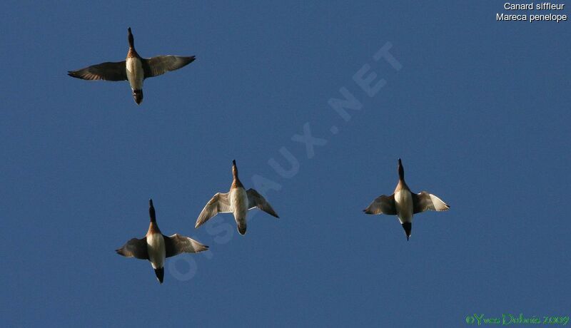 Eurasian Wigeon