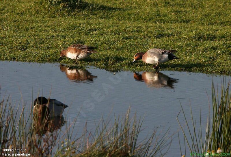 Eurasian Wigeon