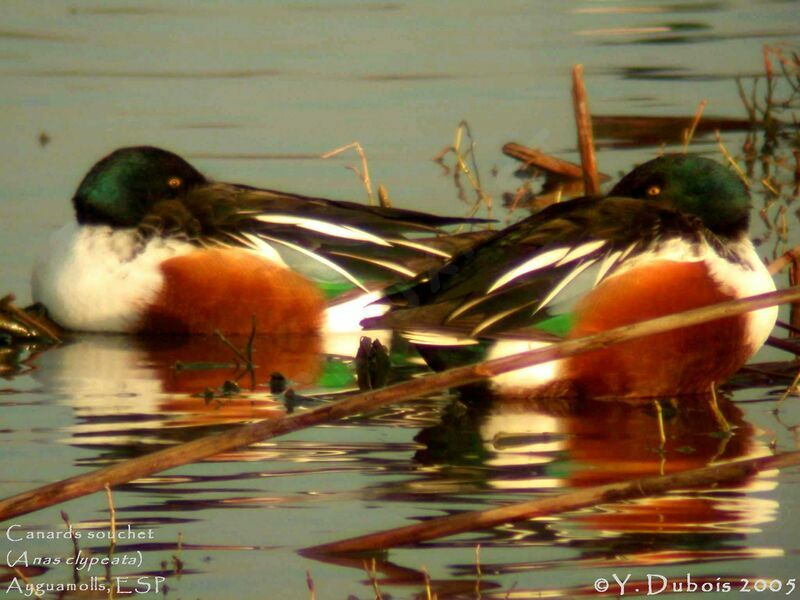 Canard souchet