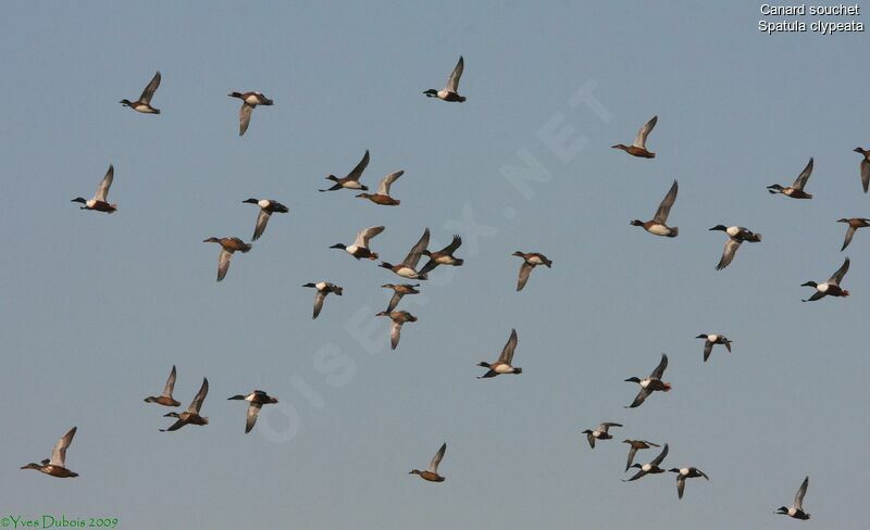 Canard souchet