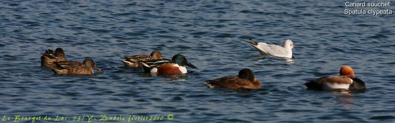 Canard souchet