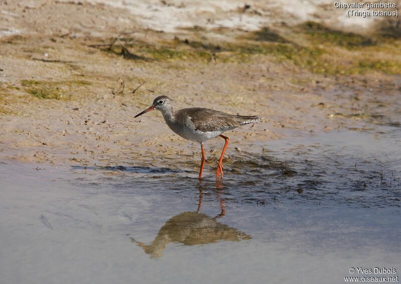 Common Redshank