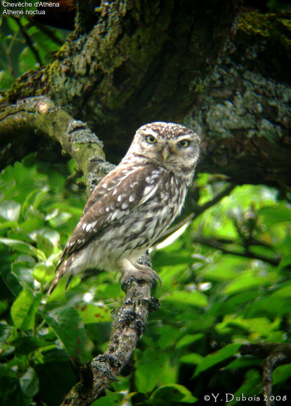 Little Owl