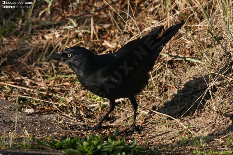 Western Jackdaw